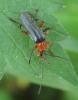 Cantharis pellucida